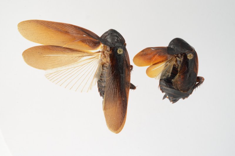 Researchers Star in a Cockroach Odyssey for the Ages